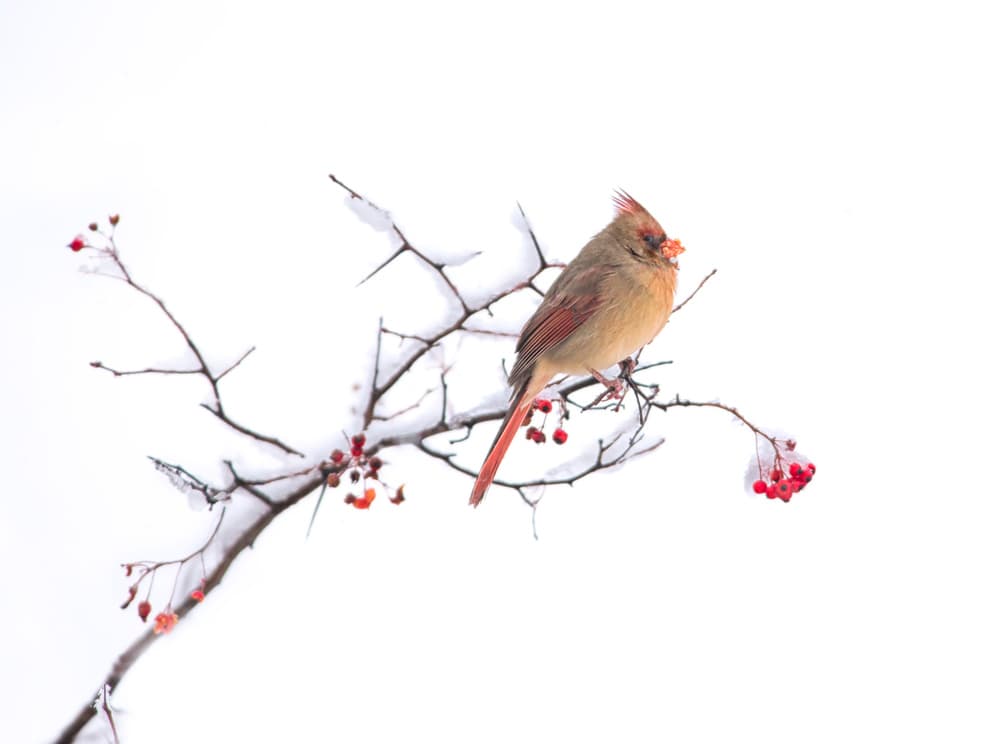 Cardinal on Snowy Branch by Larry Deng APA — canvas wall art