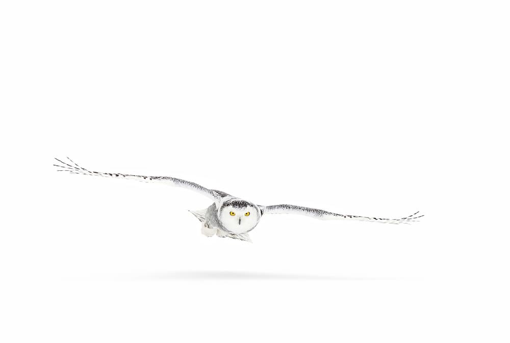 Majestic Snowy Owl Flight by Jim Cumming — canvas wall art