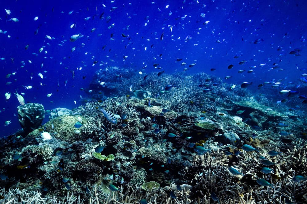 Vibrant Coral Reef by Serge Melesan — canvas wall art