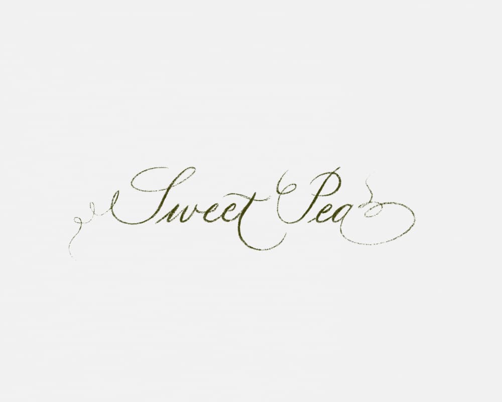 Sweet Pea Script by Sonia Pal — canvas wall art