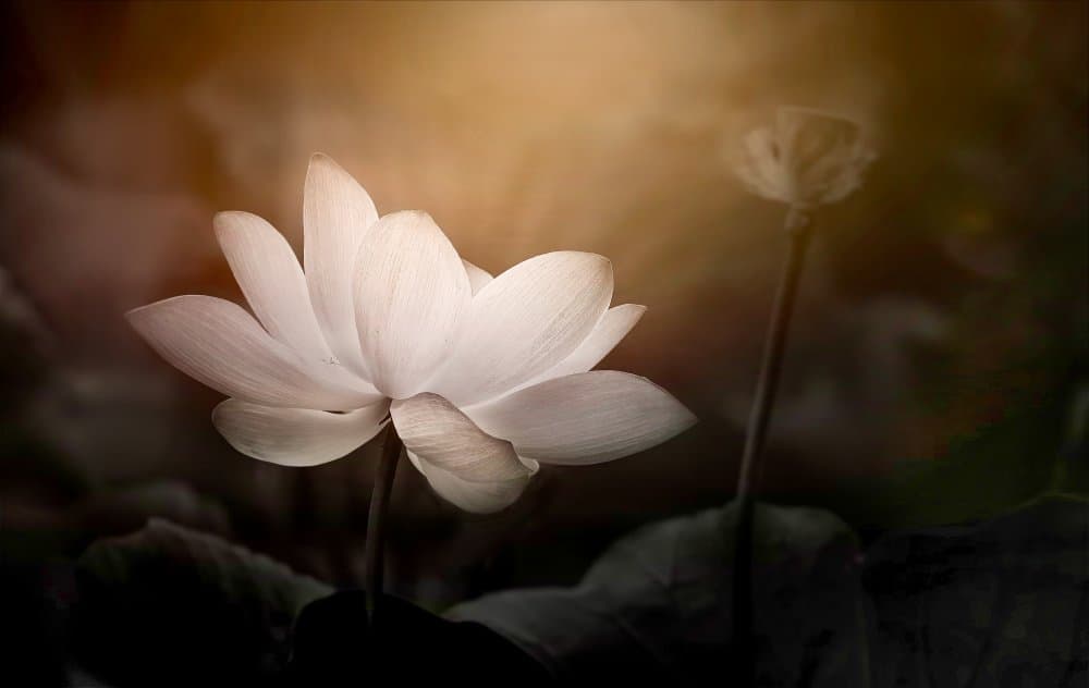Serene Lotus Bloom by Kenneth-Wei Zeng — canvas wall art