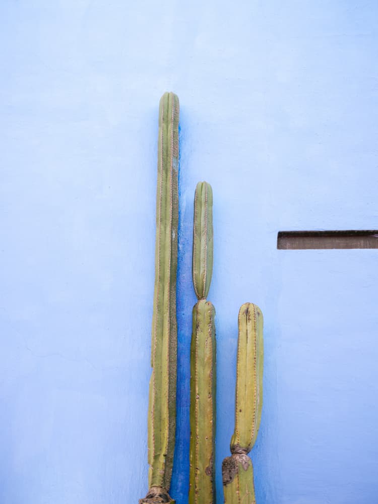 Tall Cacti on Blue | Oaxaca Mexico Travel by Raisa Zwart — canvas wall art