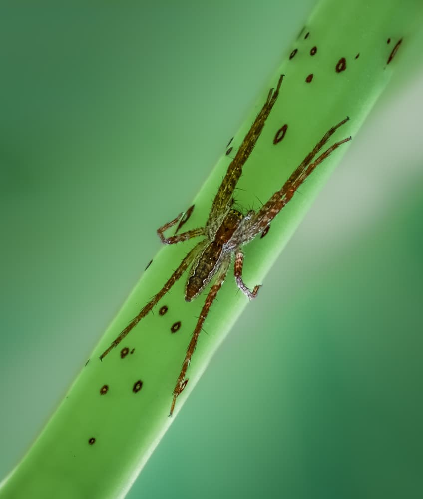 Spotted Spider on Green by Atul Saluja — canvas wall art