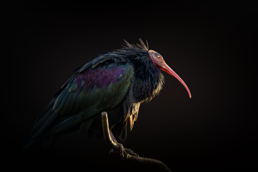 Exotic Ibis Portrait by Jealousy — canvas wall art