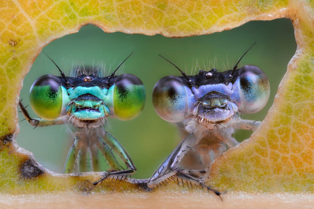 Curious Damselflies Peeking by Alberto Ghizzi Panizza — canvas wall art