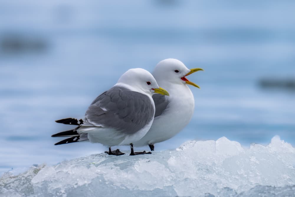 Kittiwakes On Ice by Rajat Dhesi — canvas wall art