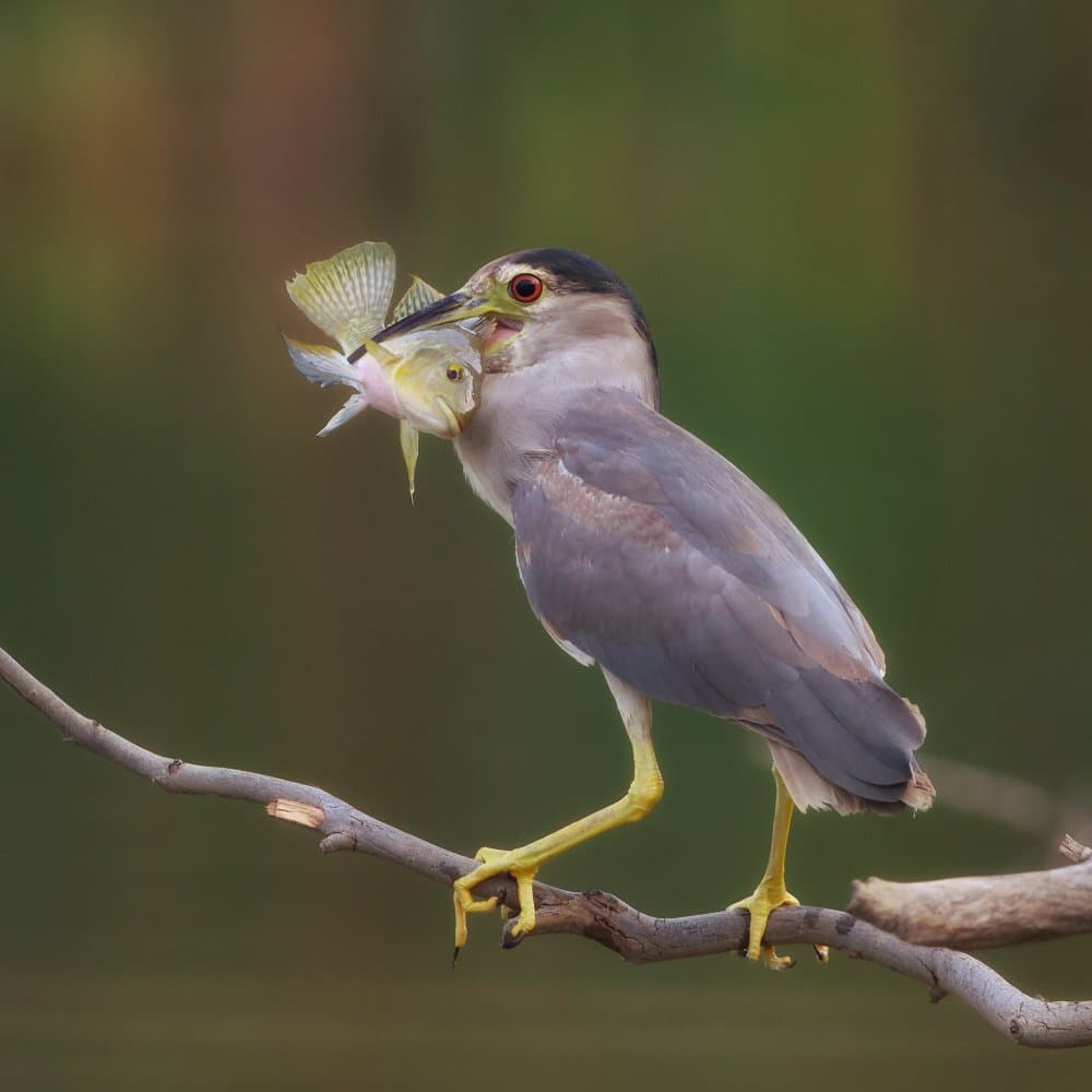 Night Heron's Catch by David Manusevich — canvas wall art