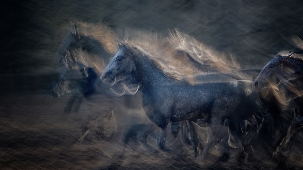 Ethereal Wild Horses by Milan Malovrh — canvas wall art