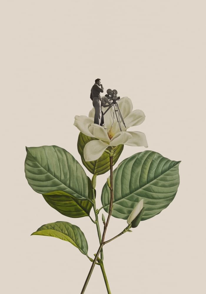 Director on Magnolia by Frida Floral Studio — canvas wall art
