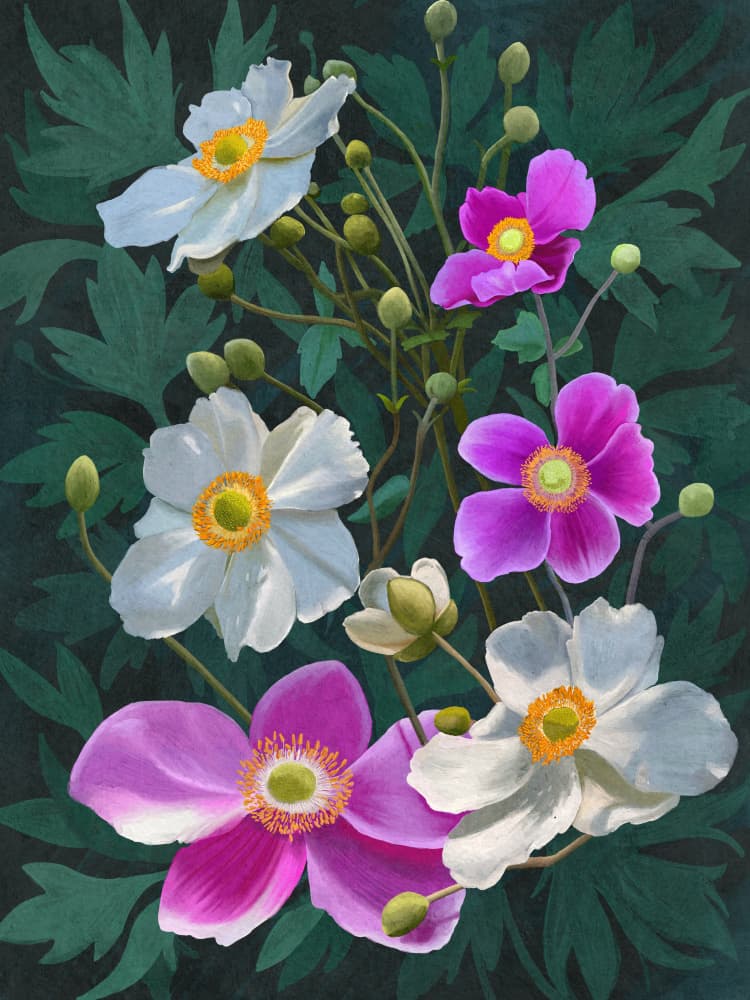 Anemone Flowers by Katie O'Shea — canvas wall art