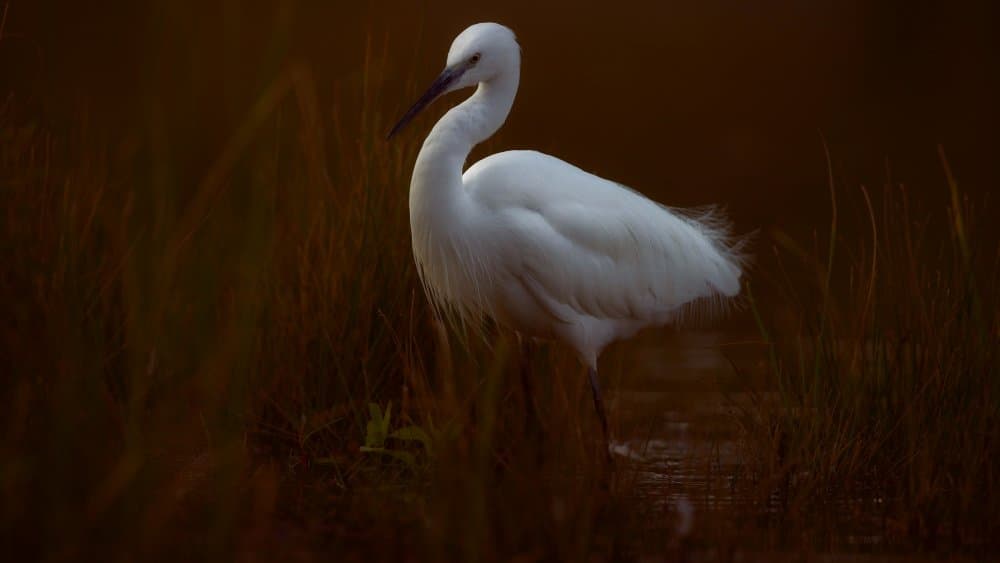 Graceful Egret in Marsh by David Manusevich — canvas wall art
