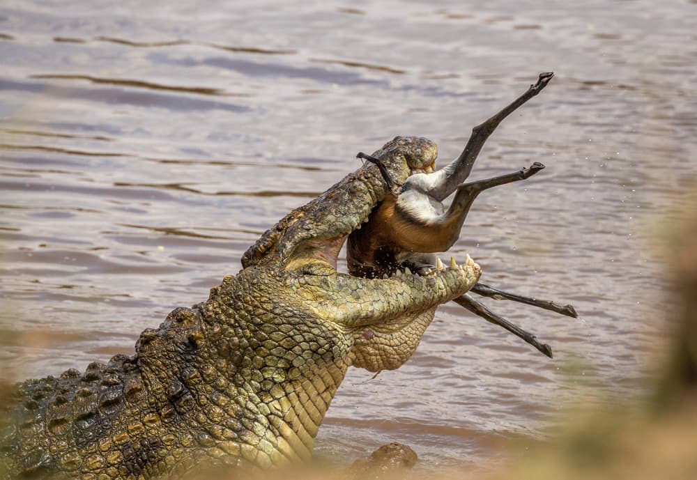 African Crocodile Hunt by Jaco Marx — canvas wall art