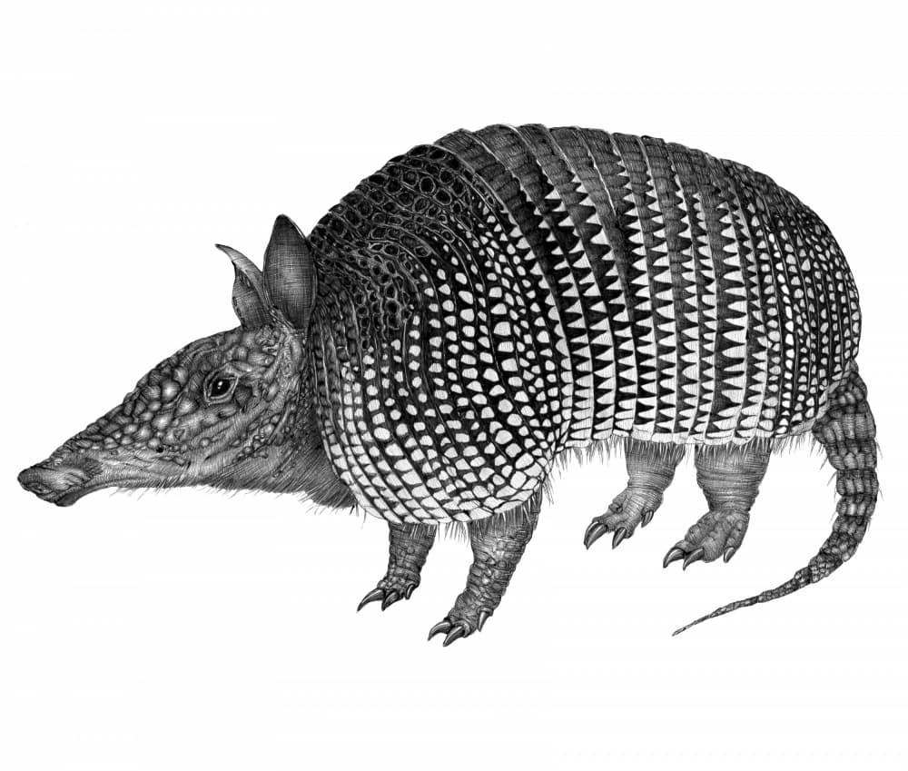 Detailed Armadillo Drawing by EC Mazur — canvas wall art
