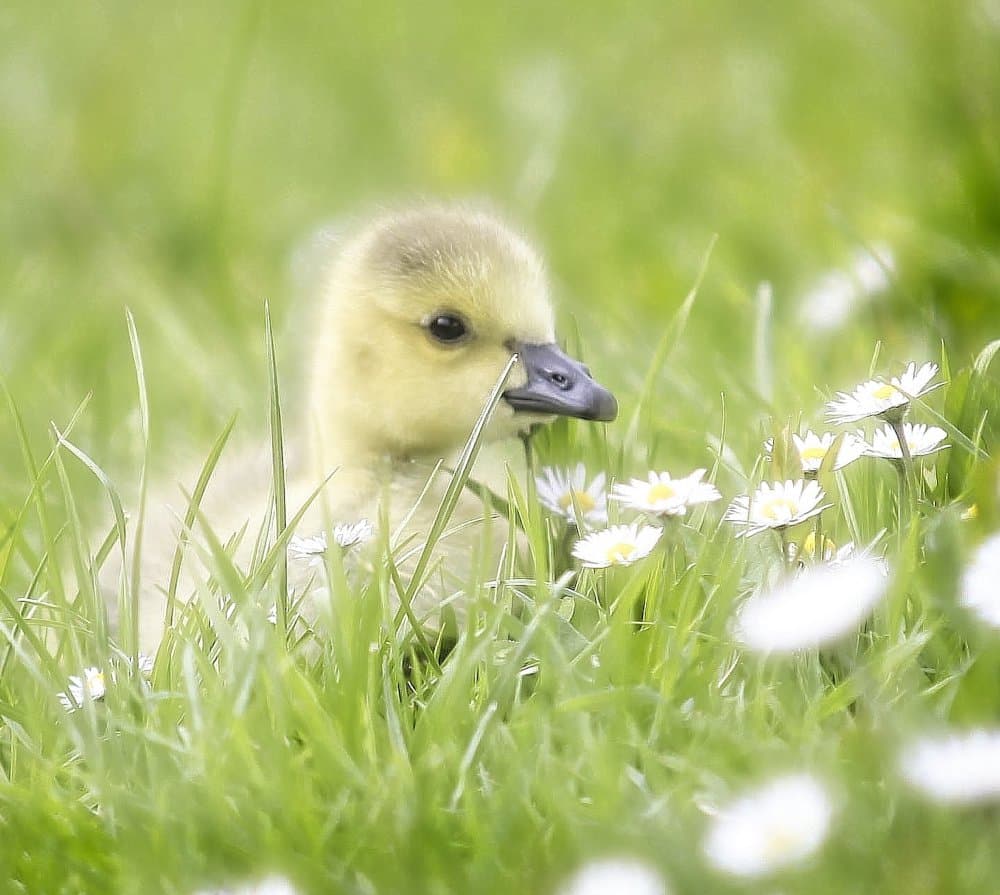 Cute Duckling in Grass by Anna Cseresnjes — canvas wall art
