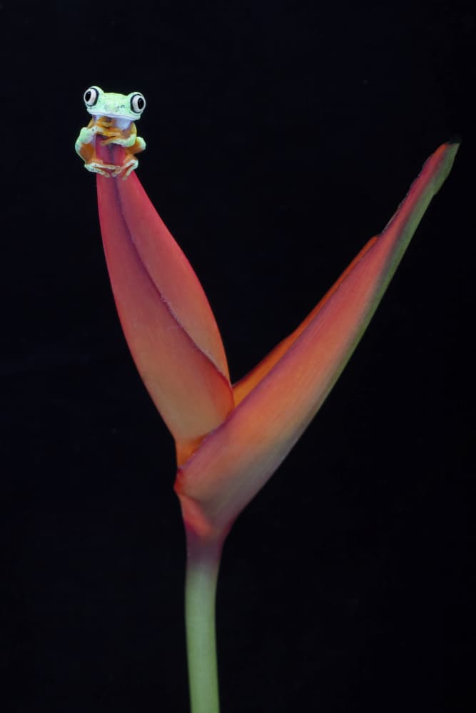 Bright Frog Bloom by Linda D Lester — canvas wall art