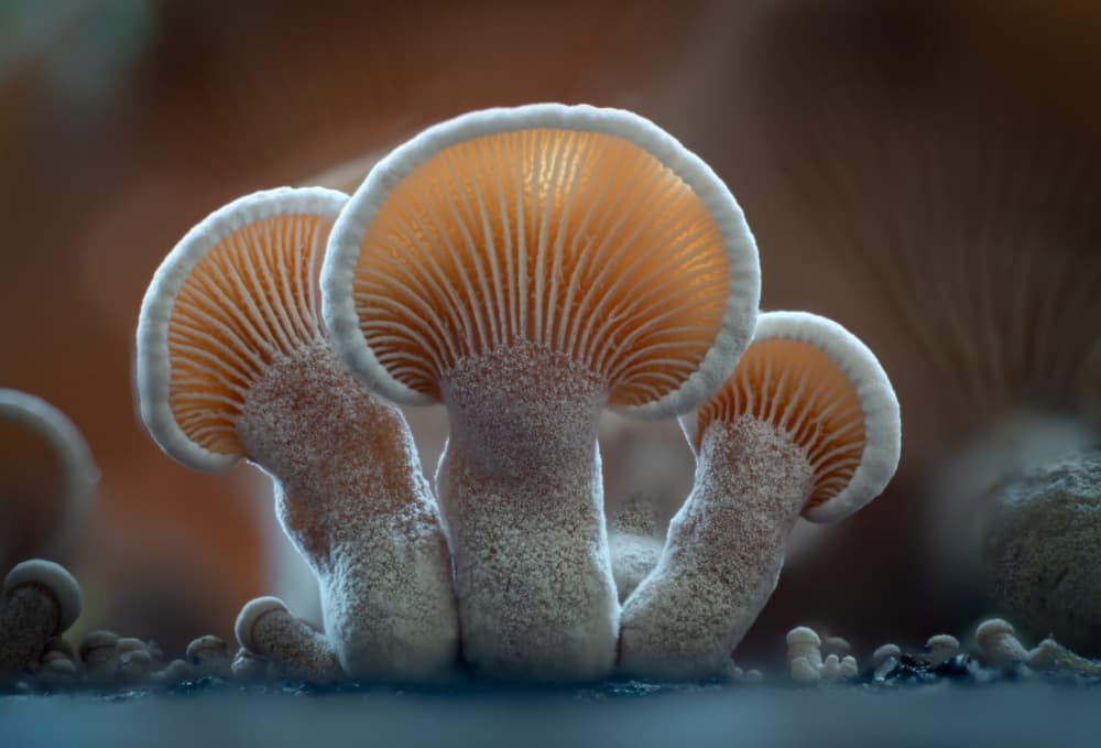 Ethereal Forest Mushrooms by Piet Haaksma — canvas wall art