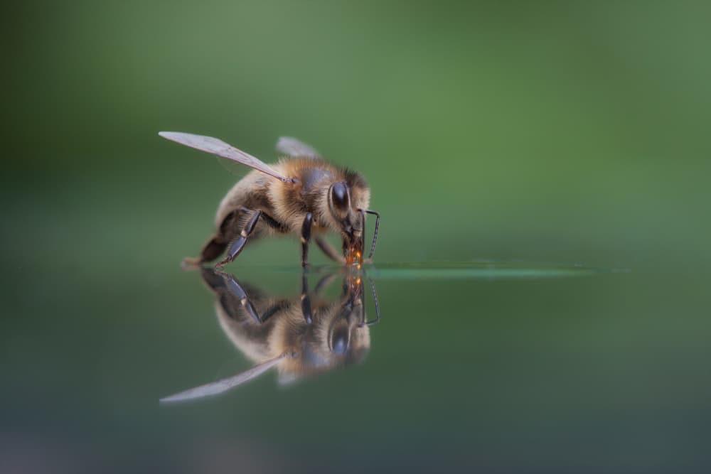 Bee Drinking Reflection by Daan de Vos — canvas wall art