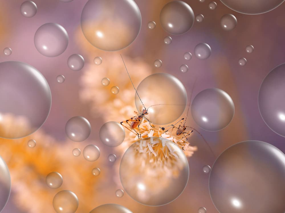 Bubbles and Tiny Insects by Thierry Dufour — canvas wall art