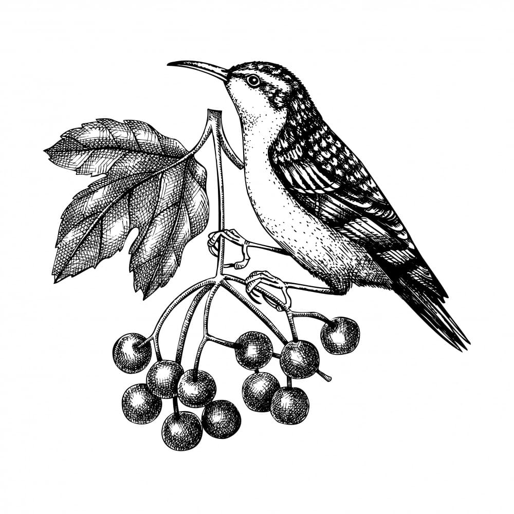 Forest Bird and Berries by Yevheniia Lytvynovych — canvas wall art