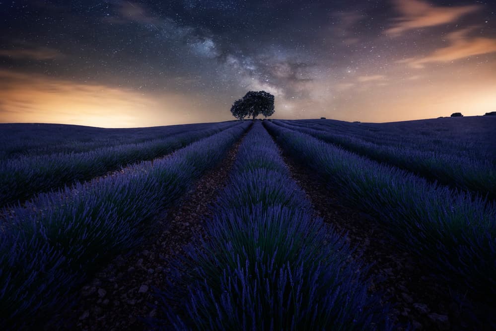 Milky Way Lavender Field by Jorge Ruiz Dueso — canvas wall art