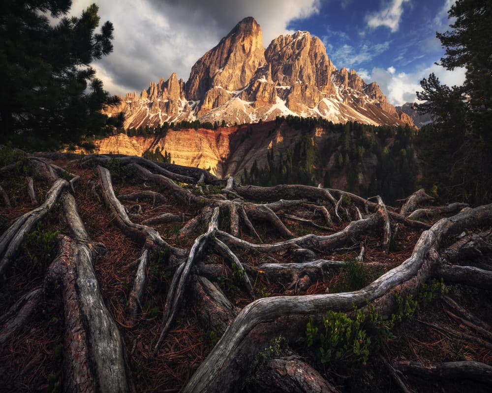 Mountain Roots Majesty by Daniel Gastager — canvas wall art