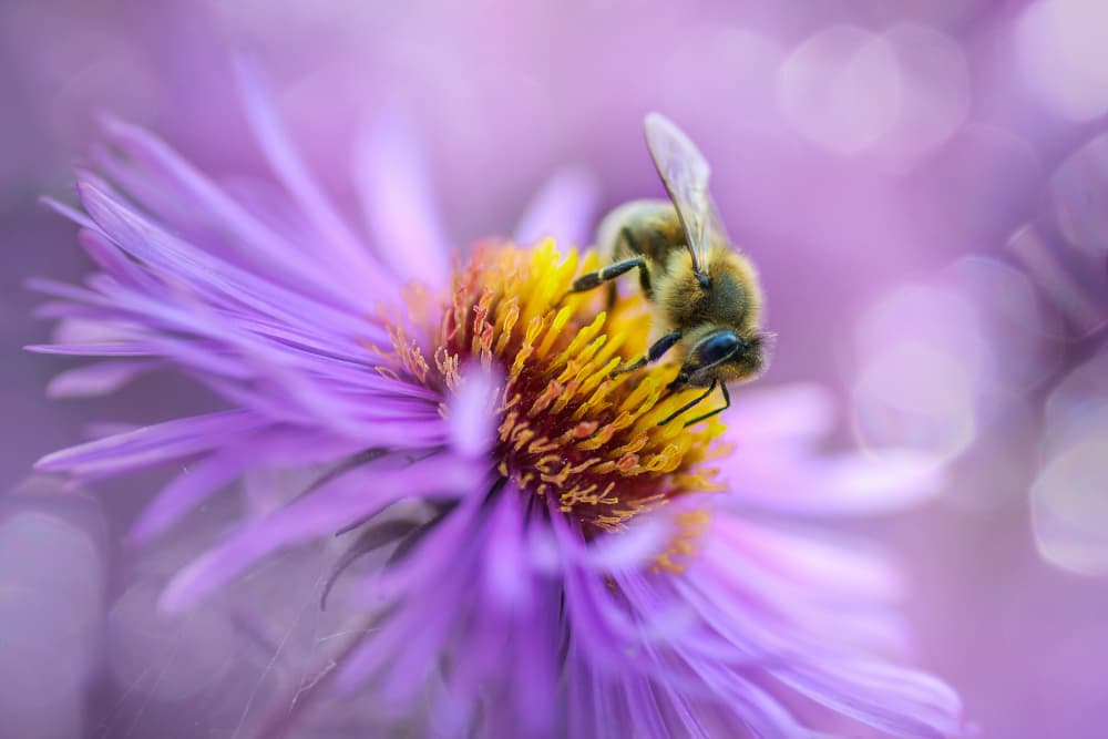 Vibrant Purple Bee by Andrii Kazun — canvas wall art