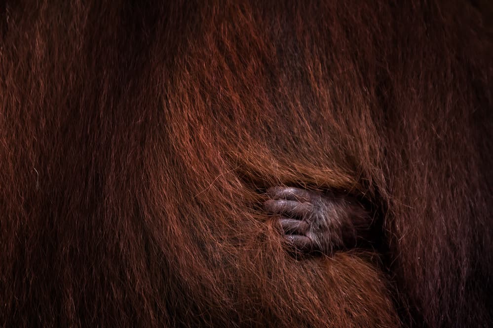 Tiny Orangutan Hand by Gunarto Song — canvas wall art