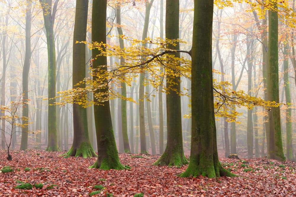 Golden Forest Mist by brigitte van krimpen — canvas wall art