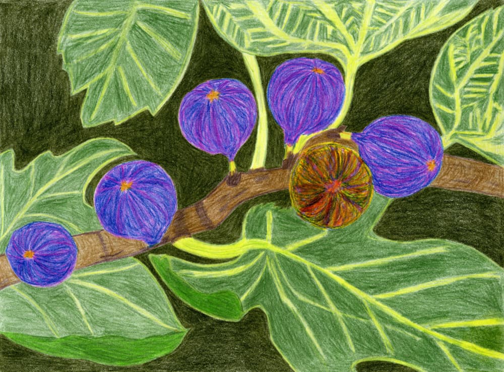 Ripe Figs On Branch by Viktoriia Saunina — canvas wall art