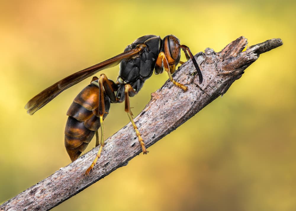 Golden Wasp on Branch by Atul Saluja — canvas wall art