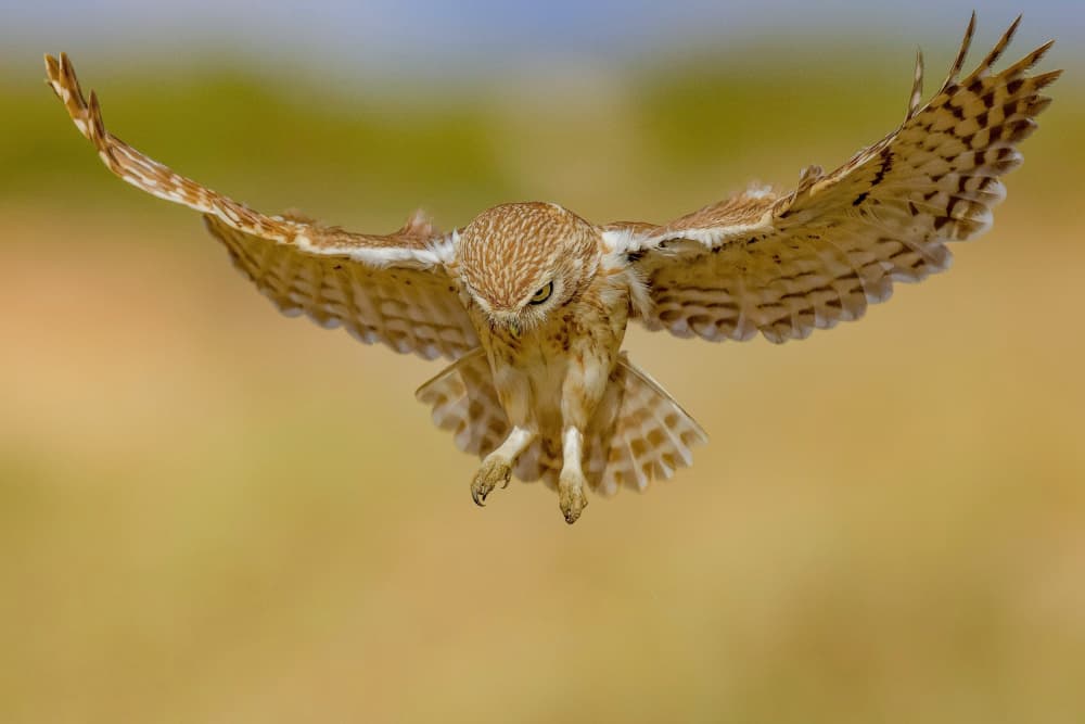 Burrowing Owl in Flight by David Manusevich — canvas wall art