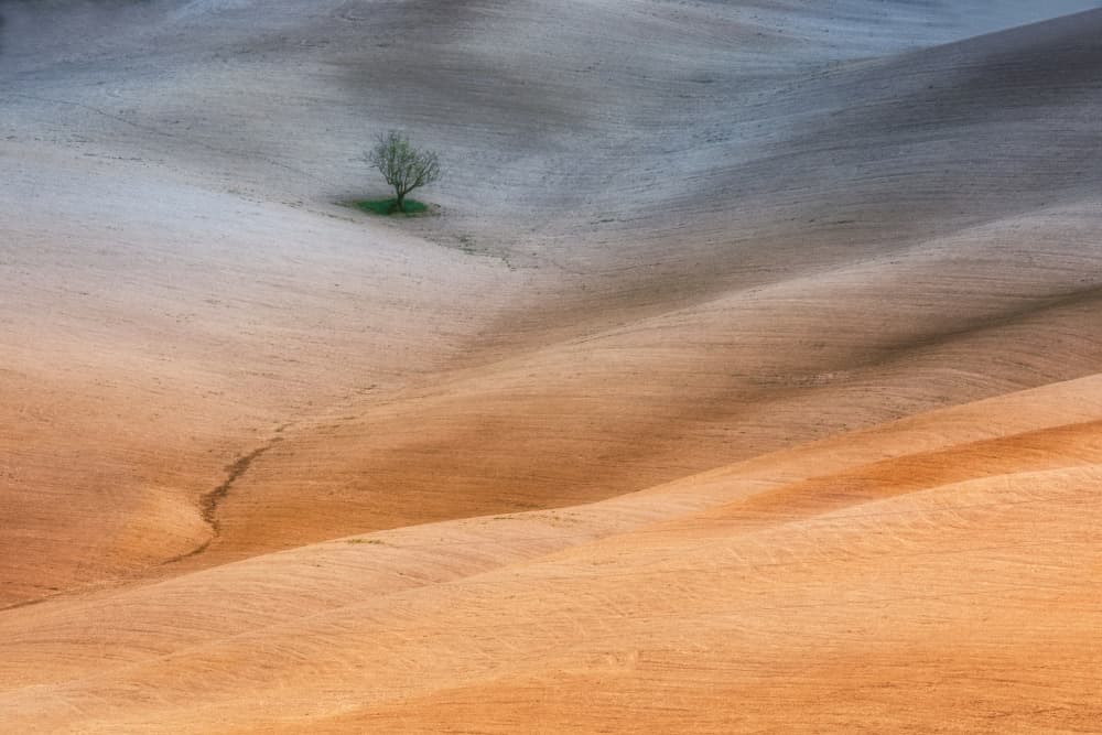 Lone Tree Rolling Fields by Uschi Hermann — canvas wall art