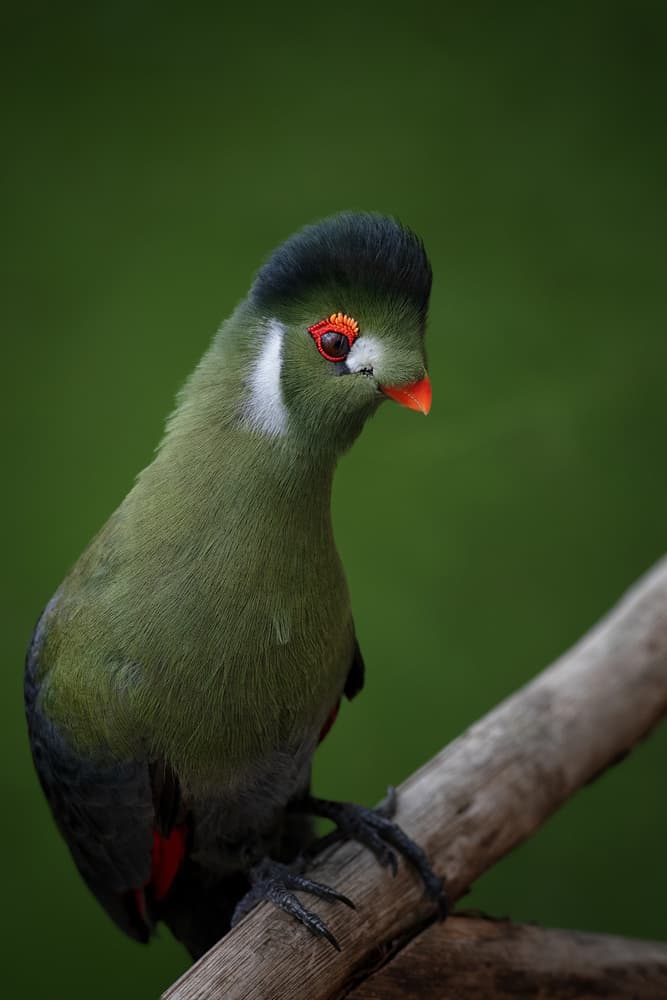 Vibrant Green Turaco by Mathilde Guillemot — canvas wall art