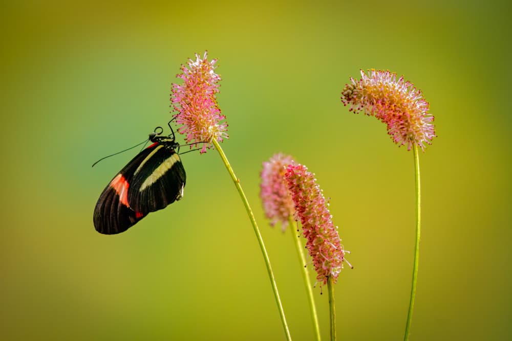 Striped Butterfly Pink Flower by Piet Haaksma — canvas wall art