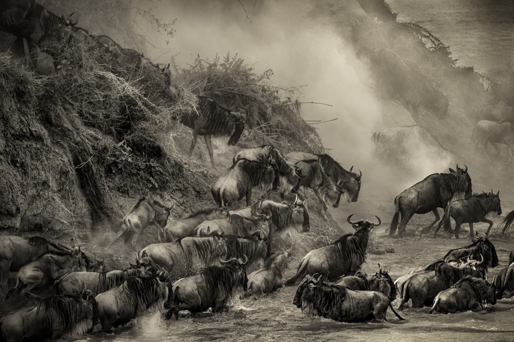Wildebeest River Crossing by Raffi Bashlian — canvas wall art