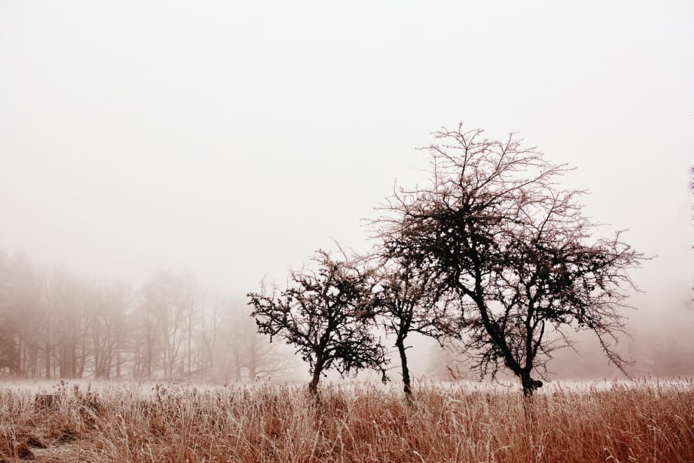 Misty Winter Trees by Christina Sillen — canvas wall art