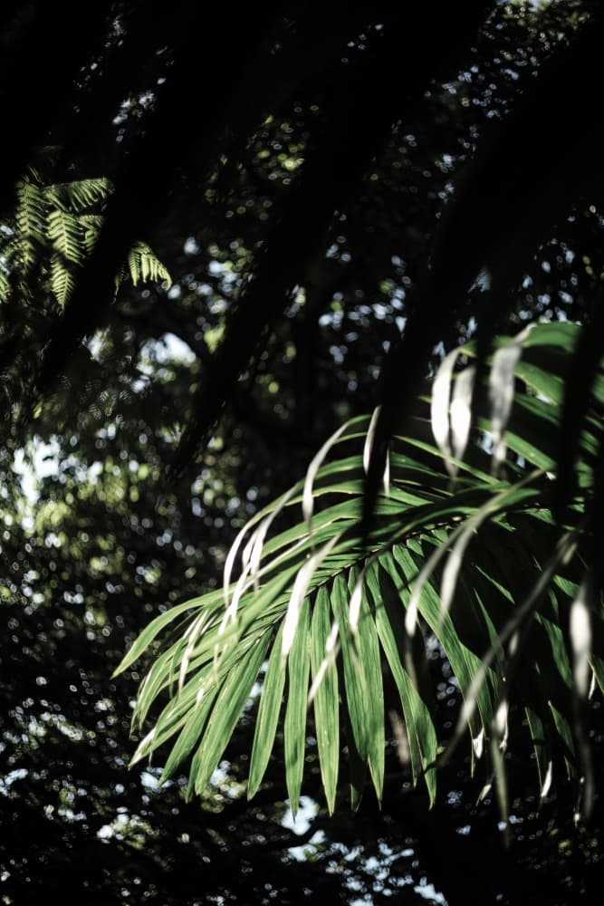 Jungle Whisper by Shot by Clint — canvas wall art