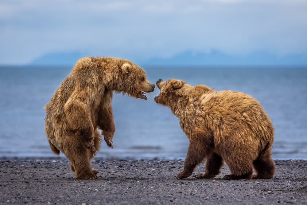 Grizzly Bear Confrontation by Mark Strom — canvas wall art