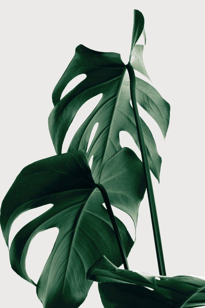 Deep Green Monstera Leaves by Pictufy Studio III — canvas wall art