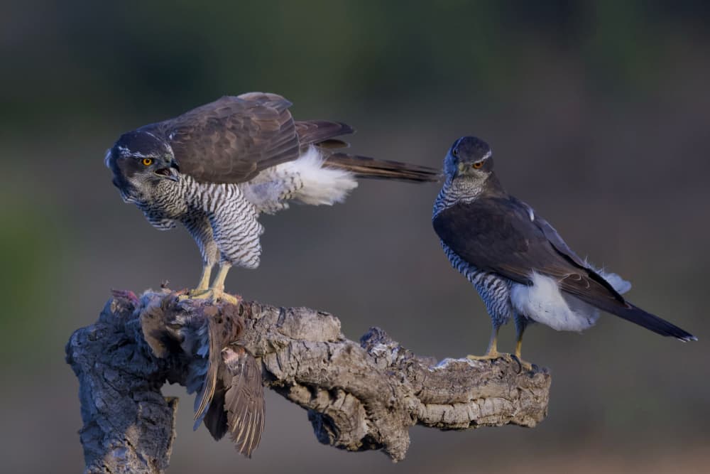 Wild Goshawks with Prey by David Manusevich — canvas wall art
