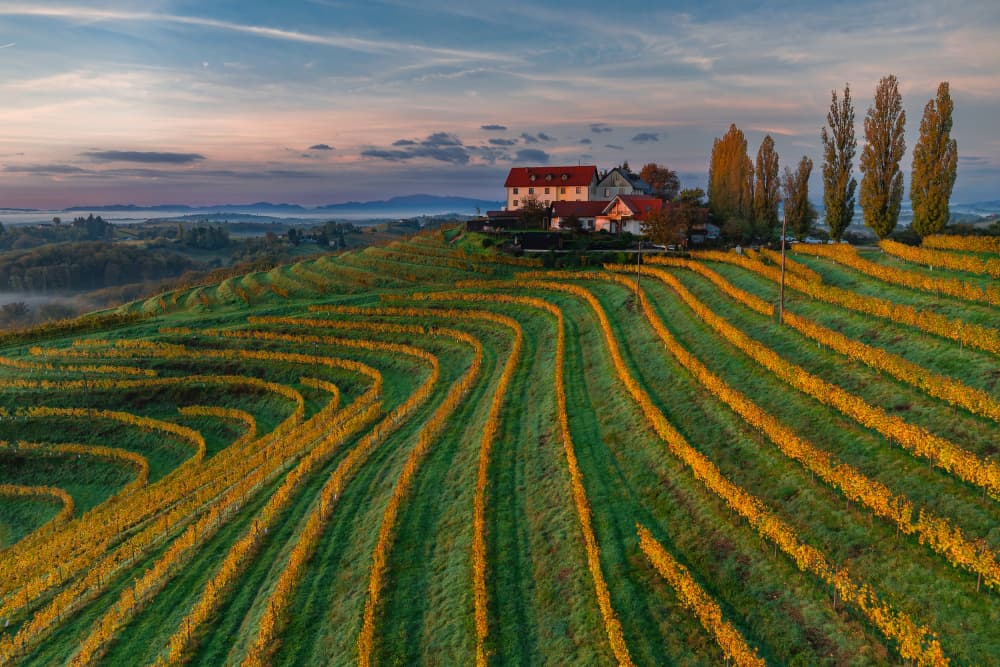 Peaceful Autumn Vineyards by Jure Kravanja — canvas wall art