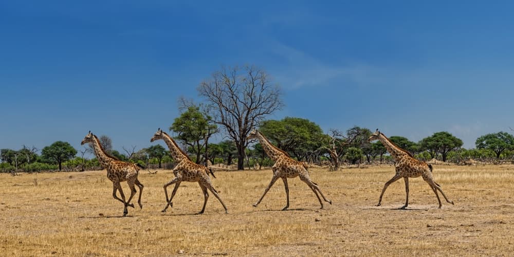 Giraffes Running Wild by Piet Flour — canvas wall art