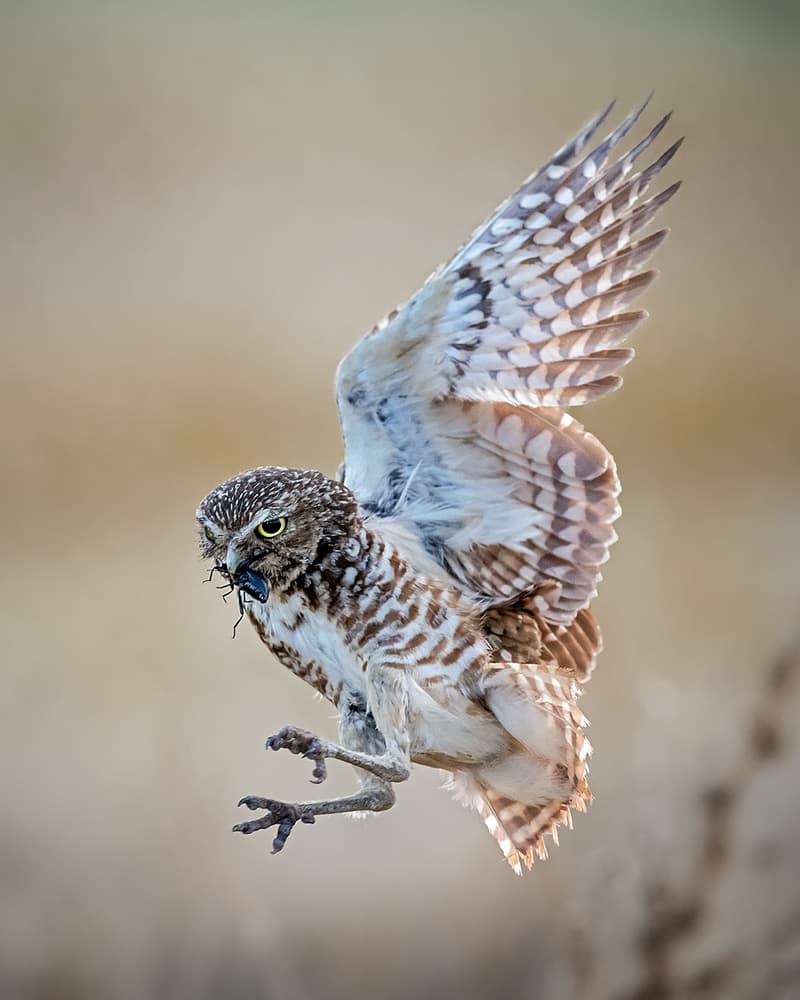 Burrowing Owl Catches Beetle by Annie Poreider — canvas wall art