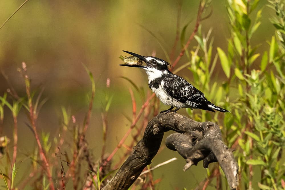 Kingfisher's Fresh Catch by MAZAL TOV MATTY OZERI — canvas wall art