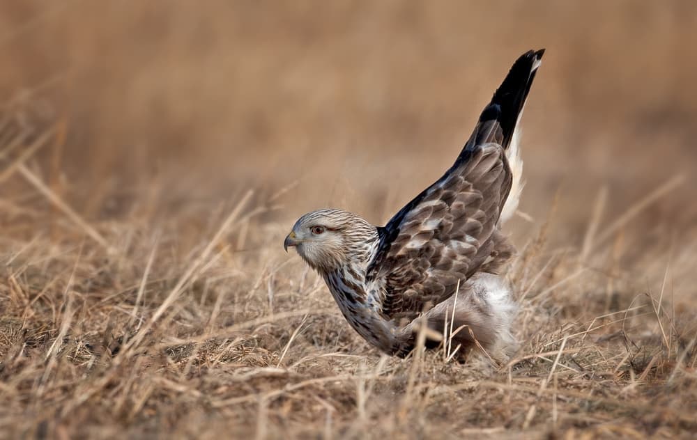 Wild Hawk Hunting by Alfred Forns — canvas wall art