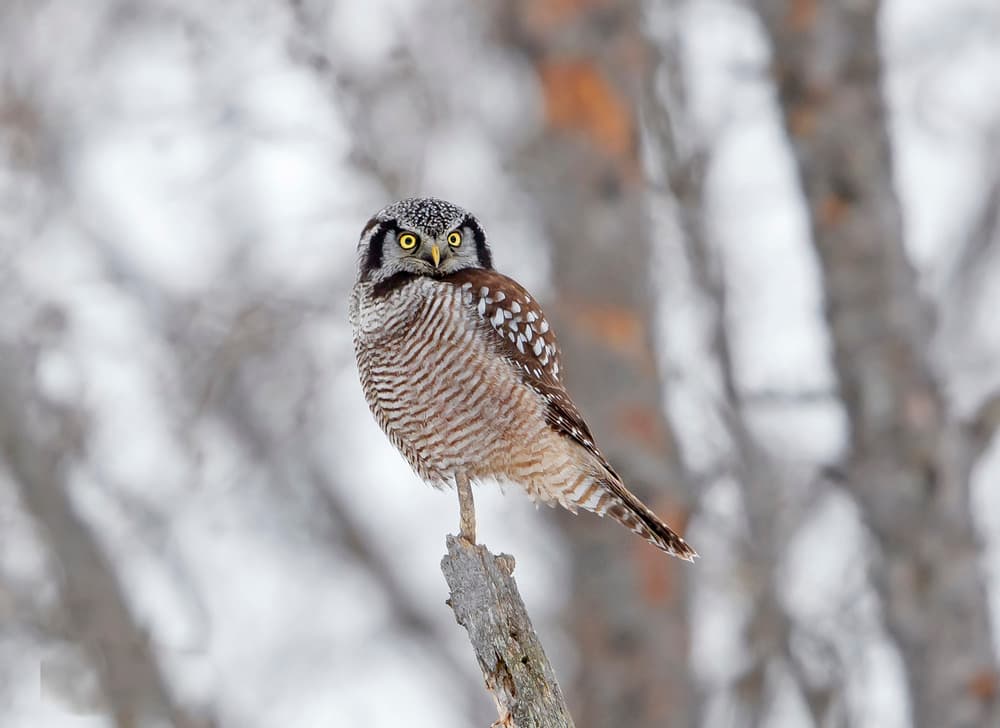 Watchful Northern Hawk-Owl by Shlomo Waldmann — canvas wall art