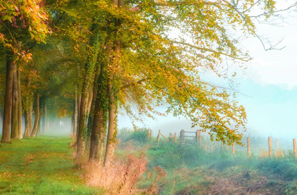 Misty Autumn Path by Hilda van der Lee — canvas wall art