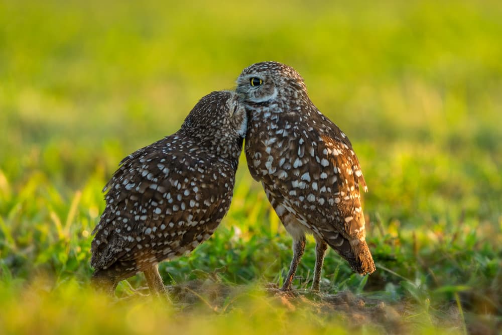 Loving Burrowing Owls by John Fan — canvas wall art