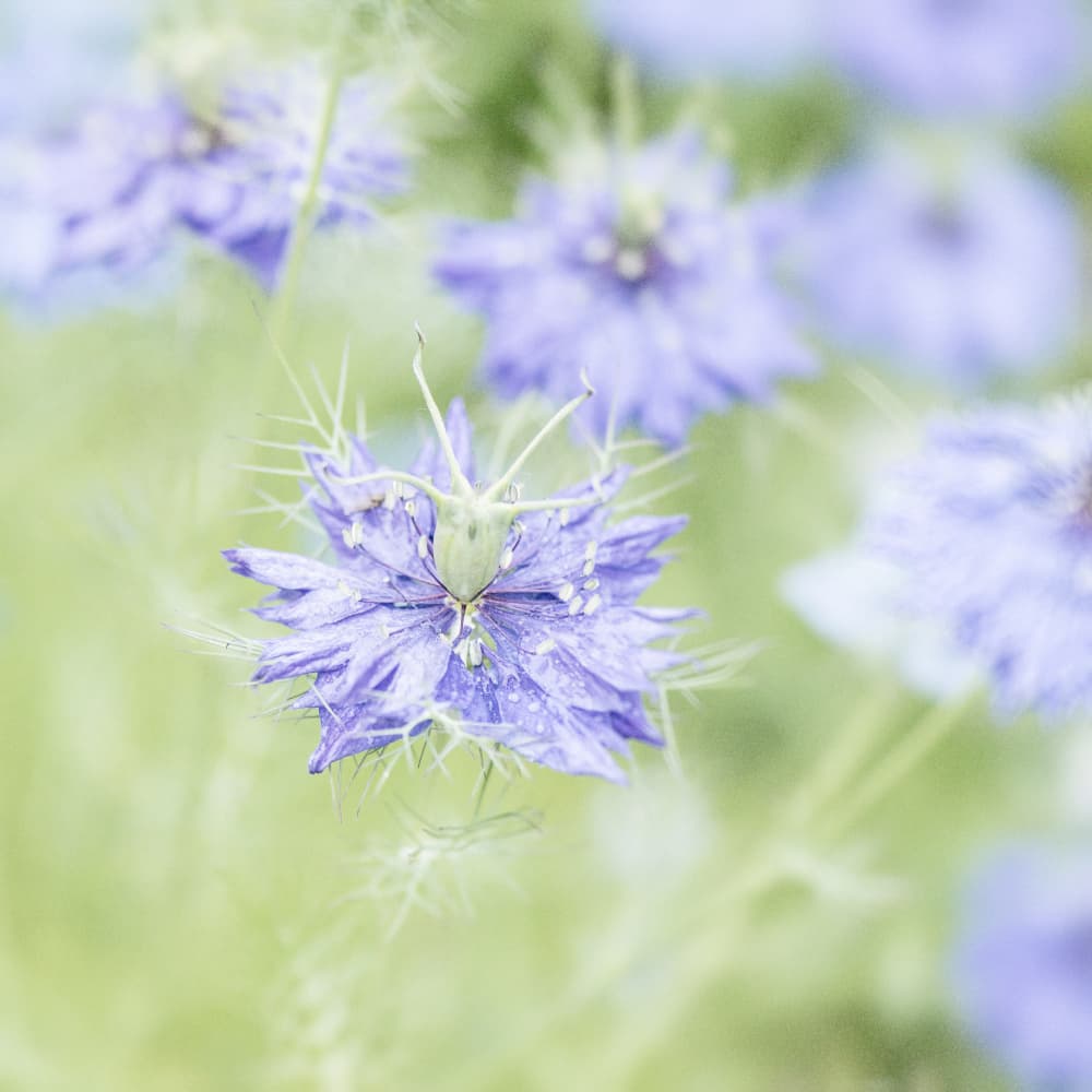 Soft Purple Garden Bloom by Lynann Colligan — canvas wall art