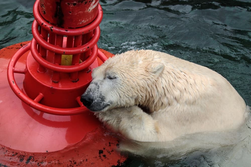 Polar Bear Nap by Antje Wenner-Braun — canvas wall art